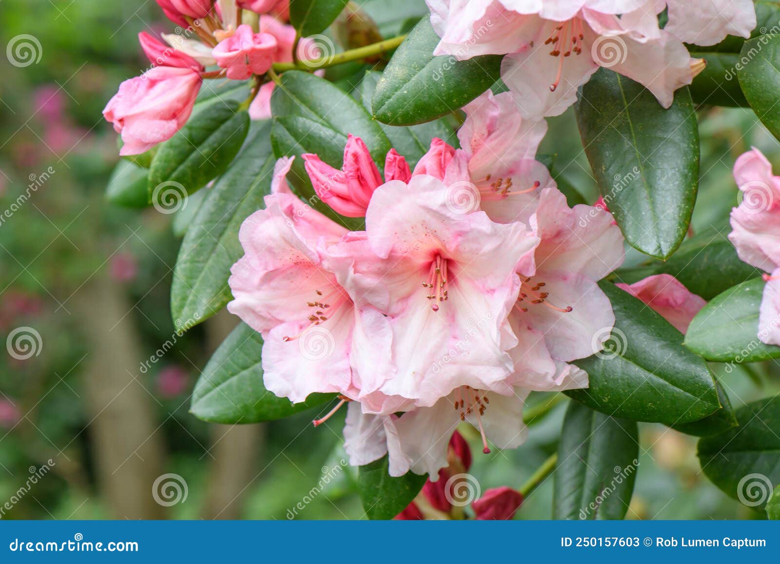 hybrid rhododendron virginia richards, orange-pink lowers and pink buds